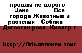продам не дорого › Цена ­ 10 000 - Все города Животные и растения » Собаки   . Дагестан респ.,Кизляр г.